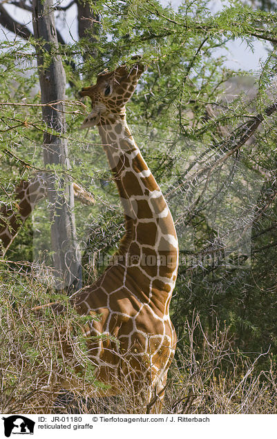 reticulated giraffe / JR-01180