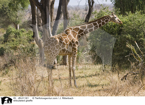 reticulated giraffe / JR-01181