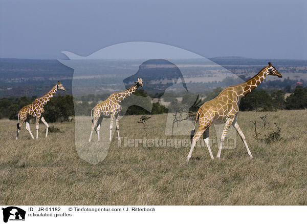 reticulated giraffes / JR-01182