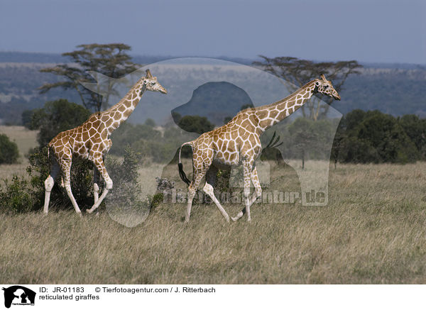 Netzgiraffen / reticulated giraffes / JR-01183