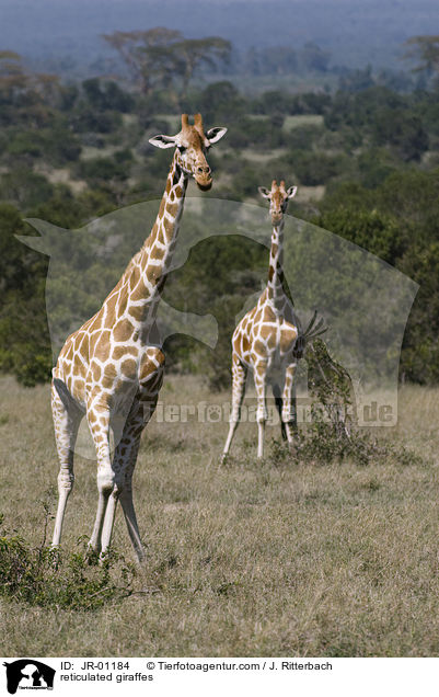 Netzgiraffen / reticulated giraffes / JR-01184