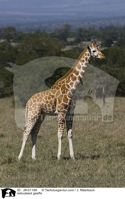 reticulated giraffe / JR-01186