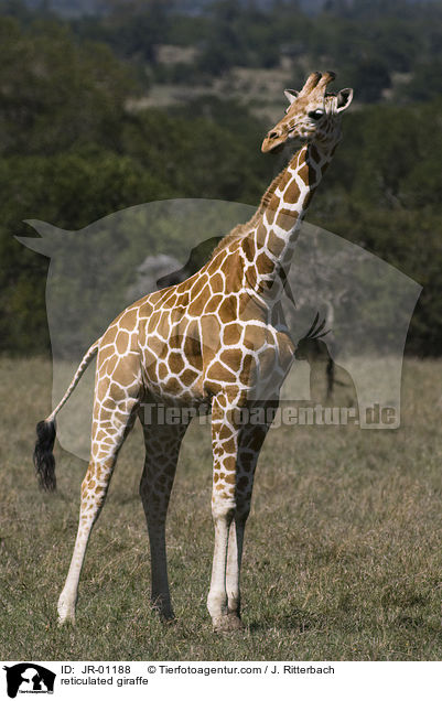 reticulated giraffe / JR-01188