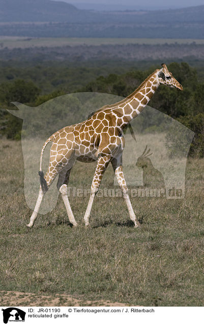 Netzgiraffe / reticulated giraffe / JR-01190