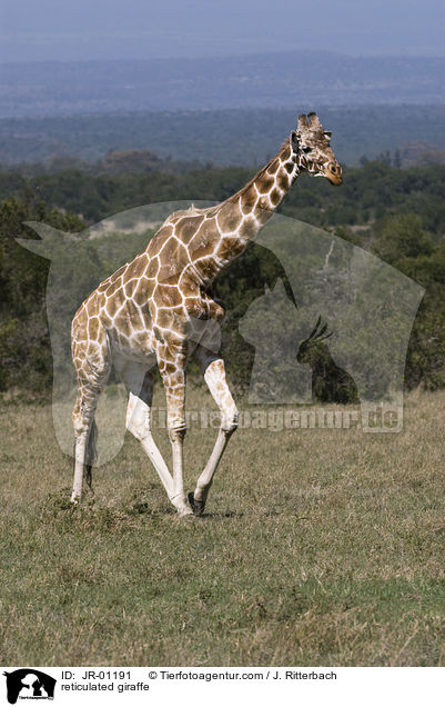 reticulated giraffe / JR-01191