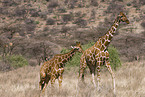 reticulated giraffes