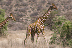 reticulated giraffes