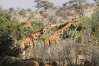 reticulated giraffes