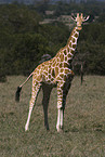 reticulated giraffe