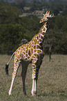 reticulated giraffe