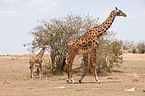 reticulated giraffes