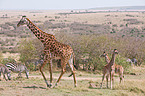 reticulated giraffes