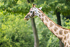 reticulated giraffe