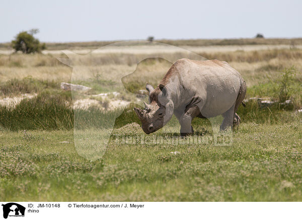 Nashorn / rhino / JM-10148