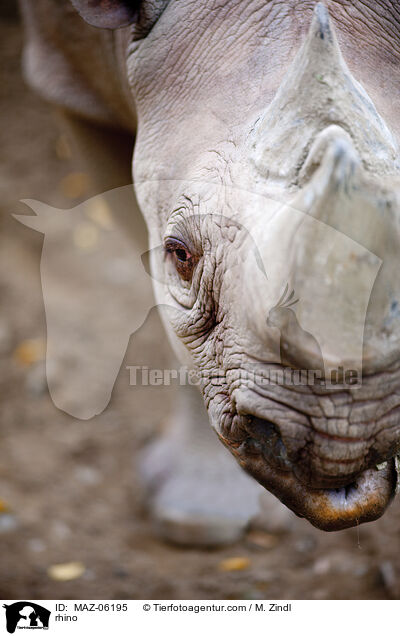 Nashorn / rhino / MAZ-06195