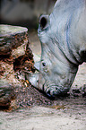 rhino
