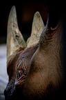 rhino