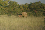 rhino