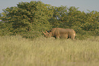 rhino