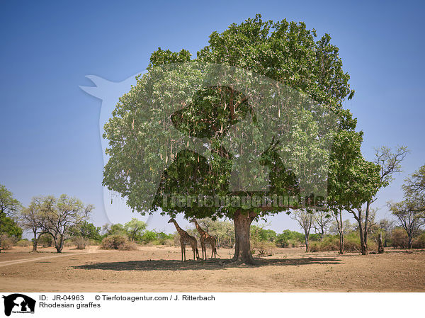 Rhodesian giraffes / JR-04963