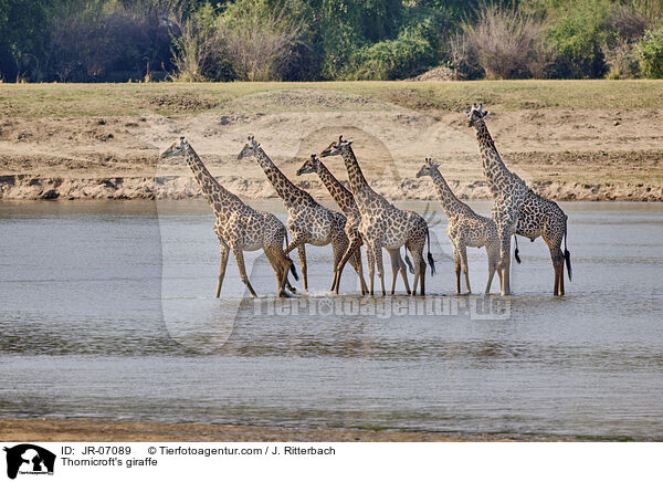 Thornicroft-Giraffe / Thornicroft's giraffe / JR-07089