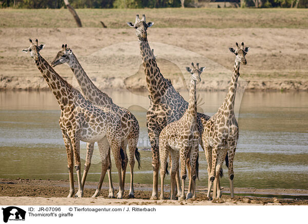 Thornicroft-Giraffe / Thornicroft's giraffe / JR-07096
