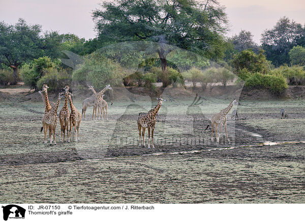 Thornicroft-Giraffe / Thornicroft's giraffe / JR-07150