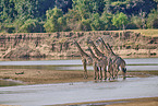 Thornicroft's giraffe
