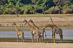 Thornicroft's giraffe