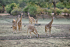 Thornicroft's giraffe