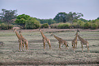 Thornicroft's giraffe