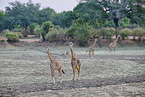 Thornicroft's giraffe