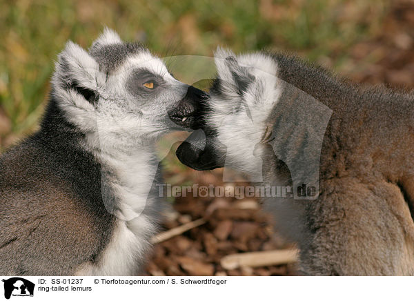 ring-tailed lemurs / SS-01237