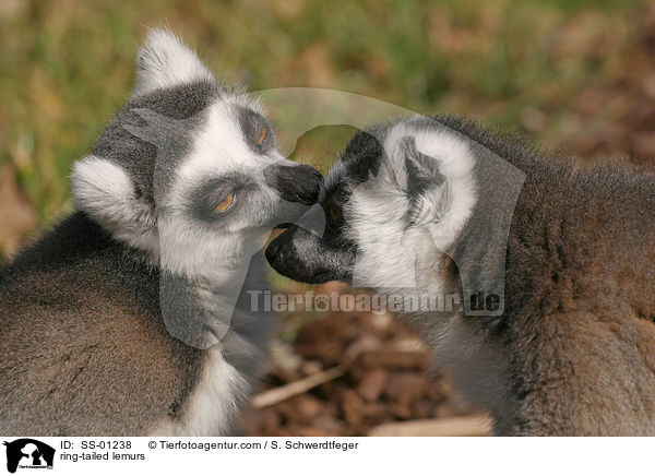 ring-tailed lemurs / SS-01238
