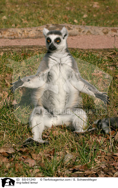 Katta / ring-tailed lemur / SS-01240