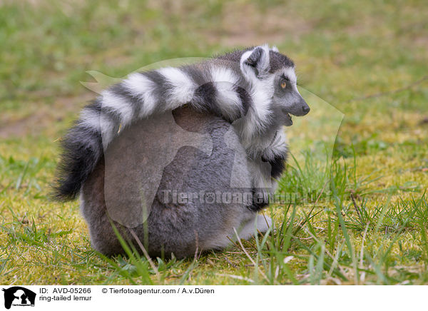 ring-tailed lemur / AVD-05266