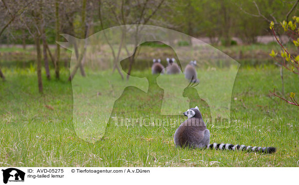 Kattas / ring-tailed lemur / AVD-05275