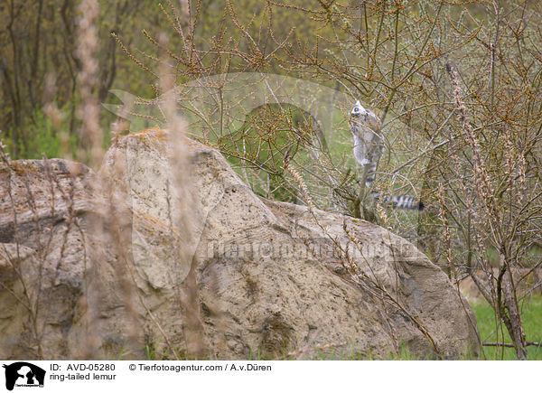ring-tailed lemur / AVD-05280