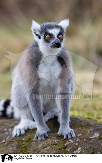 ring-tailed lemur / AVD-05766