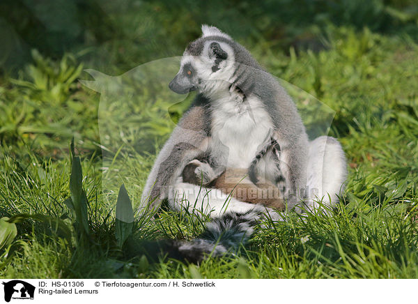 Kattas / Ring-tailed Lemurs / HS-01306