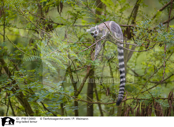Katta / ring-tailed lemur / PW-13660