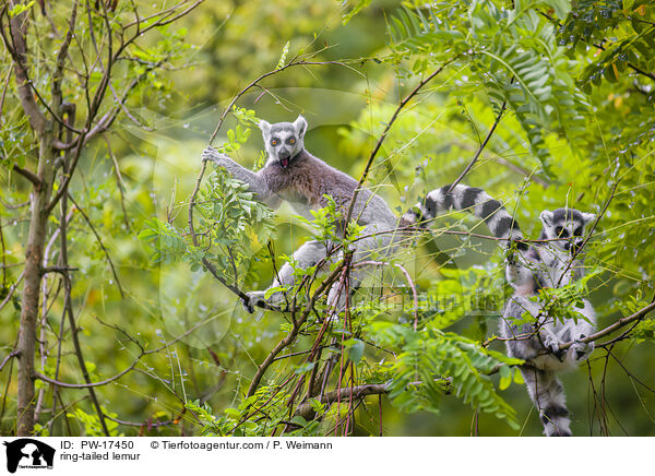 Kattas / ring-tailed lemur / PW-17450