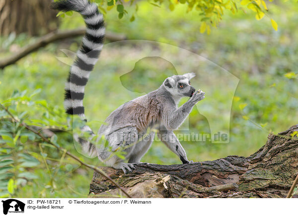 Katta / ring-tailed lemur / PW-18721