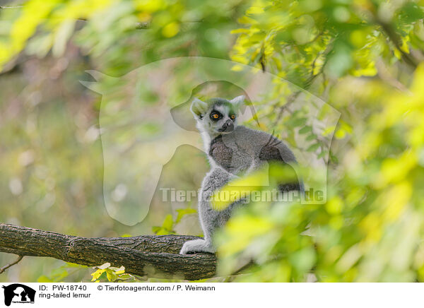 Katta / ring-tailed lemur / PW-18740
