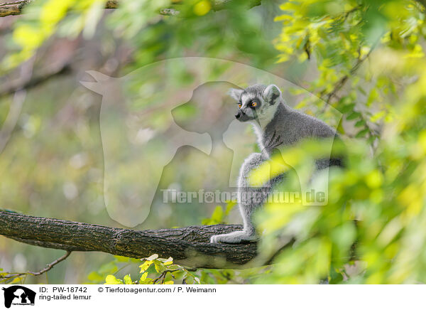 Katta / ring-tailed lemur / PW-18742