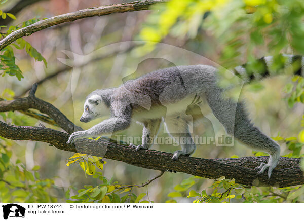 Katta / ring-tailed lemur / PW-18744