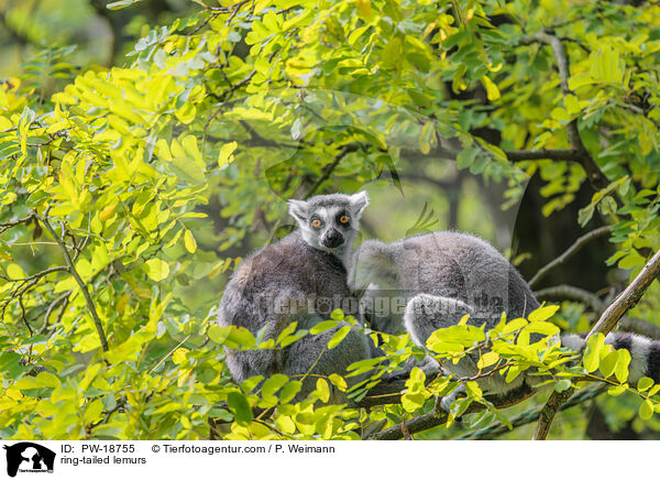Kattas / ring-tailed lemurs / PW-18755