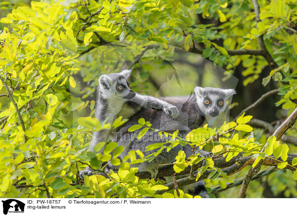 Kattas / ring-tailed lemurs / PW-18757