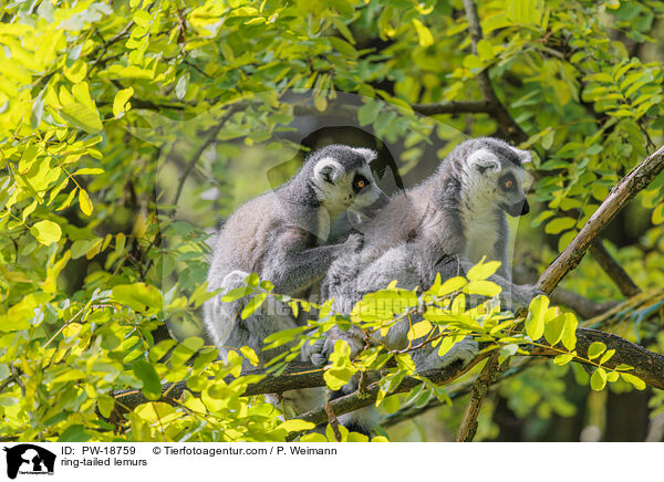 ring-tailed lemurs / PW-18759