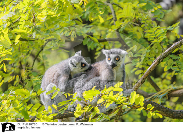 Kattas / ring-tailed lemurs / PW-18760